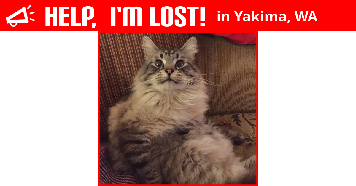 Lost Cat (Yakima, Washington) Connor