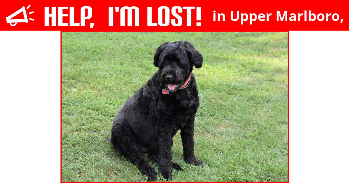 Lost Dog (Upper Marlboro, Maryland) Lucy