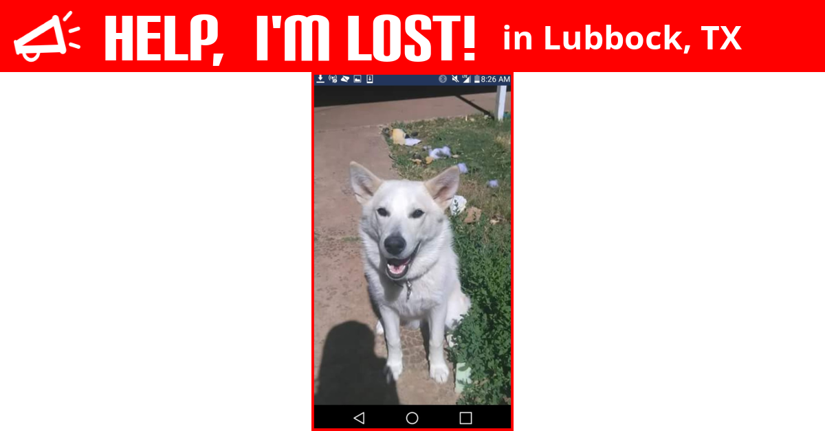 Lost And Found Pets Lubbock Texas