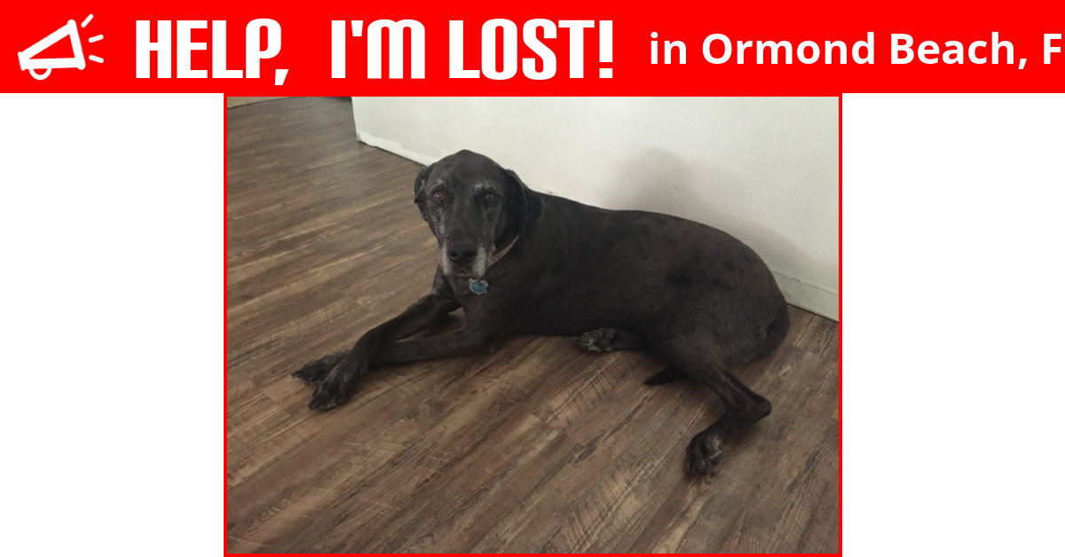 Lost Dog (Ormond Beach, Florida) Willow
