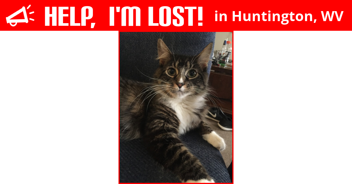 Lost Cat (Huntington, West Virginia) Luxleigh