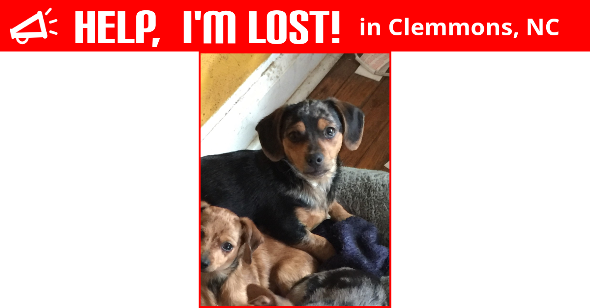 Lost Dog (Clemmons, North Carolina) Jj