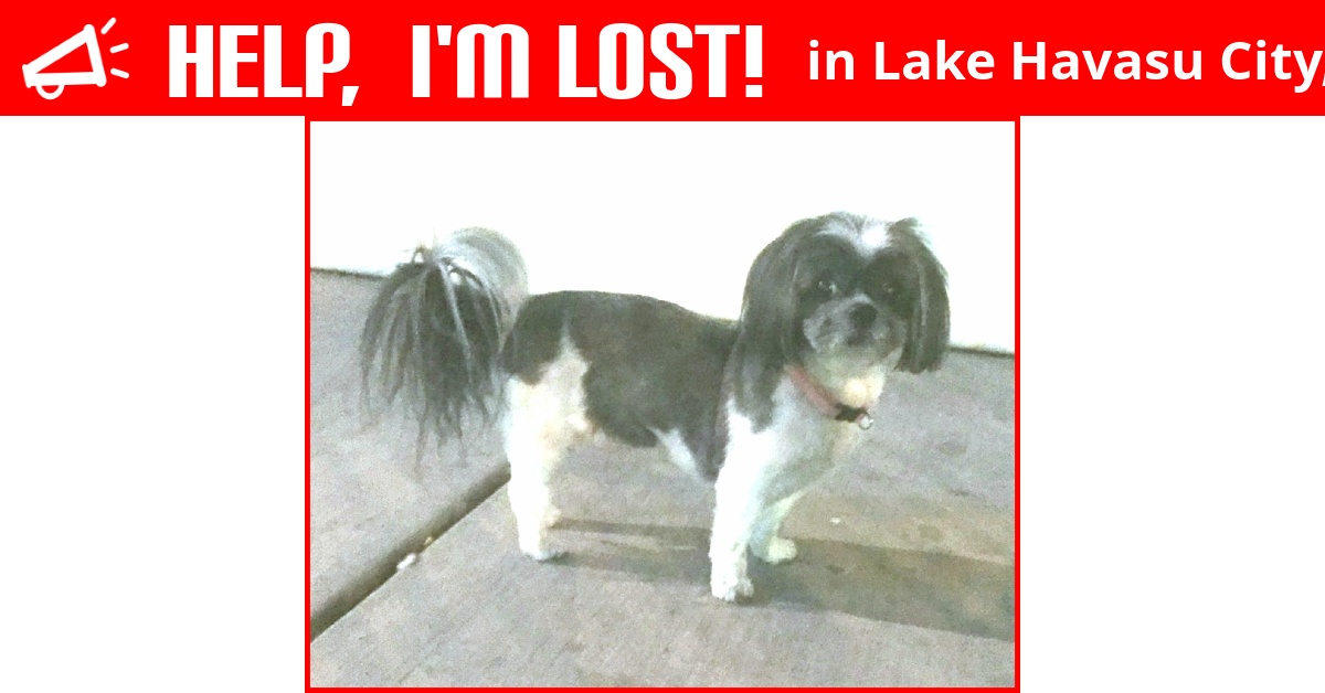 Lost Dog (Lake Havasu City, Arizona) Cheech