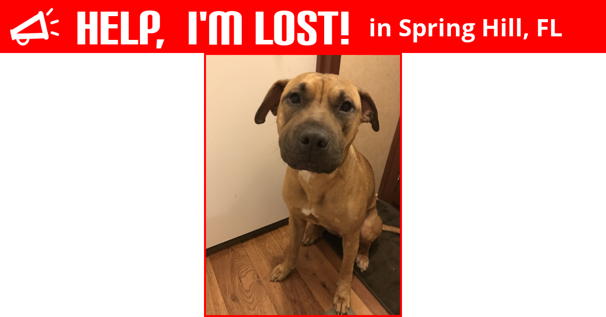 Lost Dog (Spring Hill, Florida) Lilly