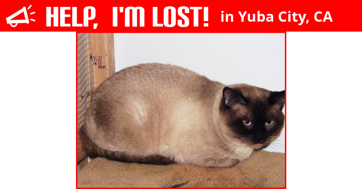 Lost Cat (Yuba City, California) Shadow