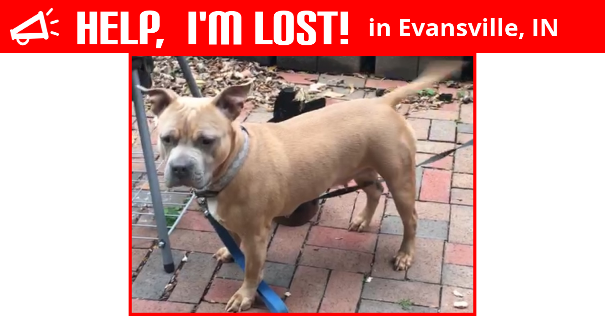 Lost Dog (Evansville, Indiana) Amy