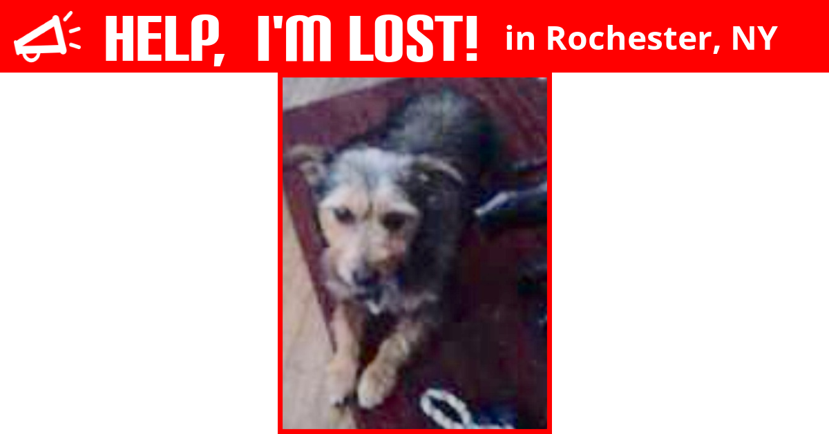 Lost Dog (Rochester, New York) Rockie
