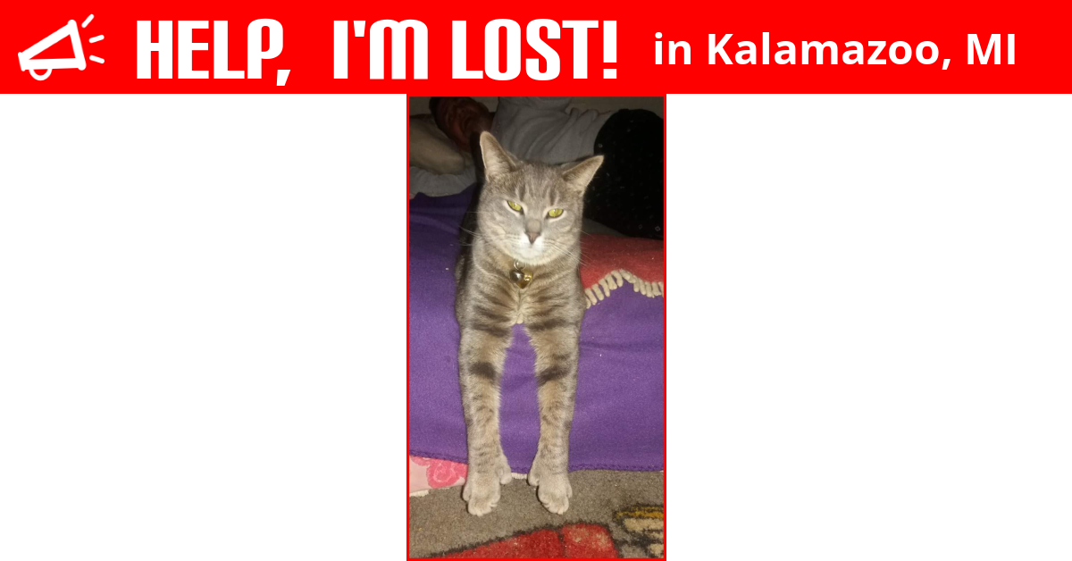 Lost Cat (Kalamazoo, Michigan) Mittens