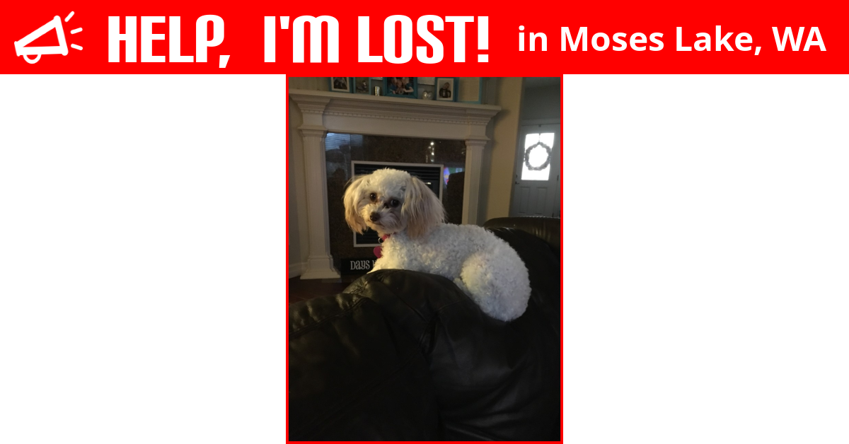 Lost Dog (Moses Lake, Washington) Mitsey