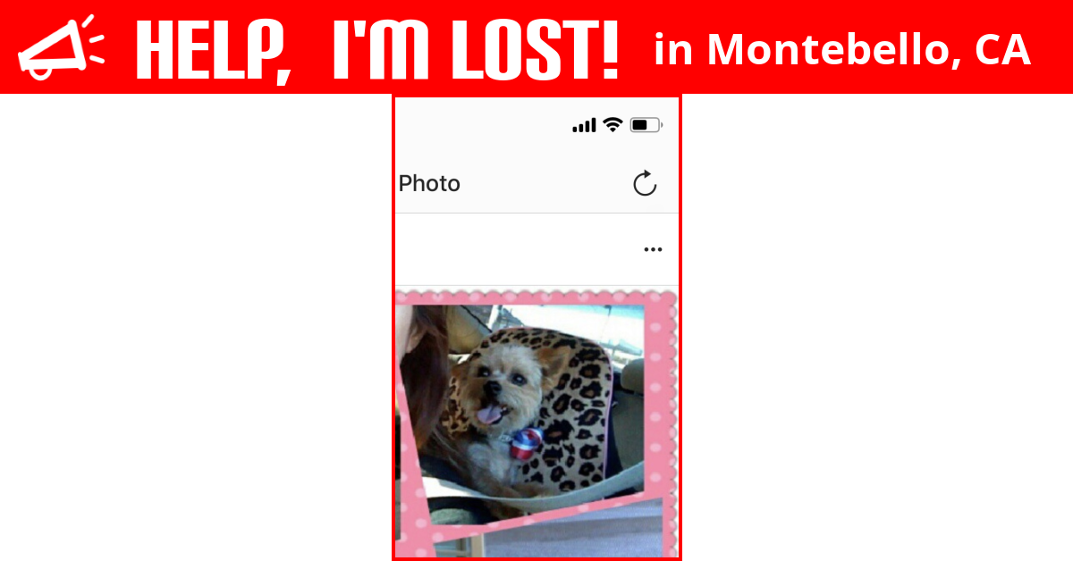 Lost Dog (Montebello, California) Little Bear