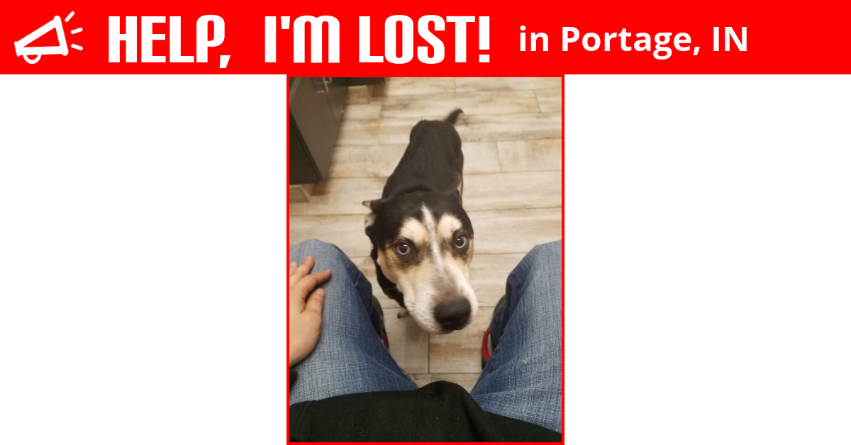 Lost Dog (Portage, Indiana) Benjamin