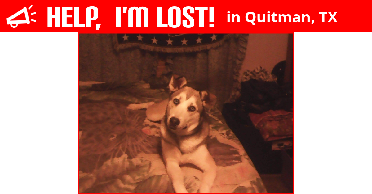 Lost Dog (Quitman, Texas) Shady