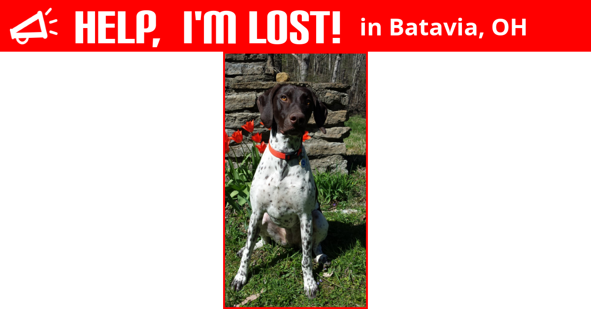 Lost Dog (Batavia, Ohio) Sadie