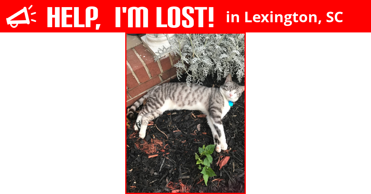 Lost Cat (Lexington, South Carolina) Pickle