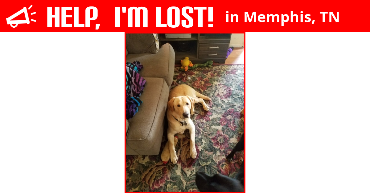 Lost Dog (Memphis, Tennessee) Bubba