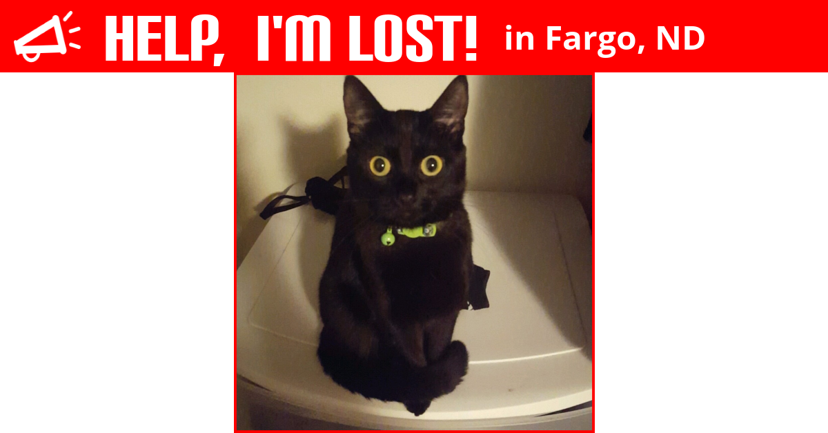 Lost Cat (Fargo, North Dakota) Addy