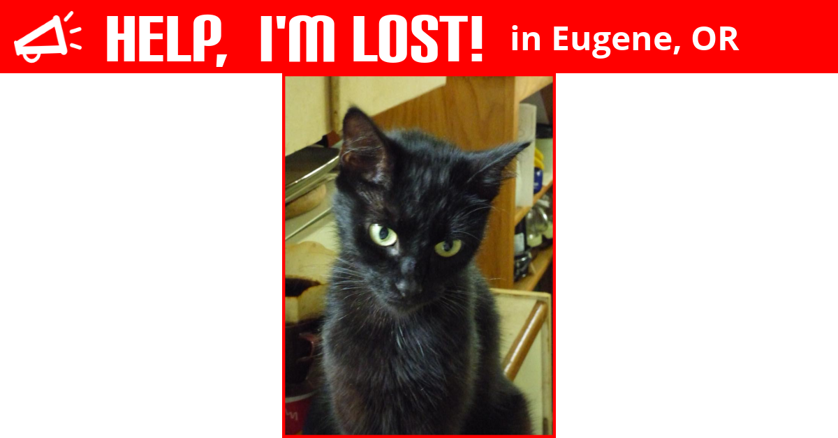 Lost Cat (Eugene, Oregon) Luna
