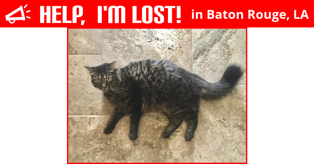 Lost Cat (Baton Rouge, Louisiana) Parker