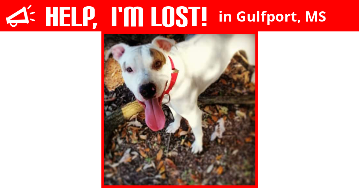 Lost Dog (Gulfport, Mississippi) Staxs