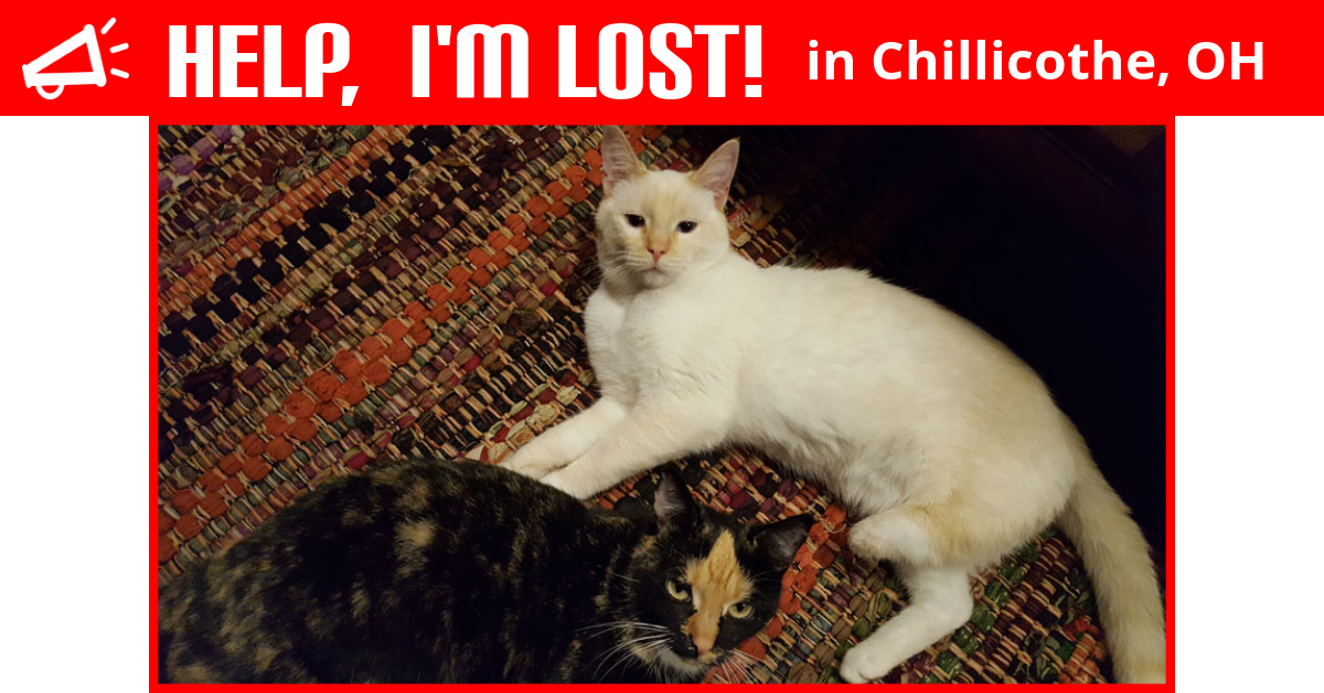 Lost Cat (Chillicothe, Ohio) Minka