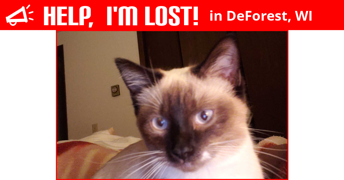 Lost Cat (DeForest, Wisconsin) Coquette