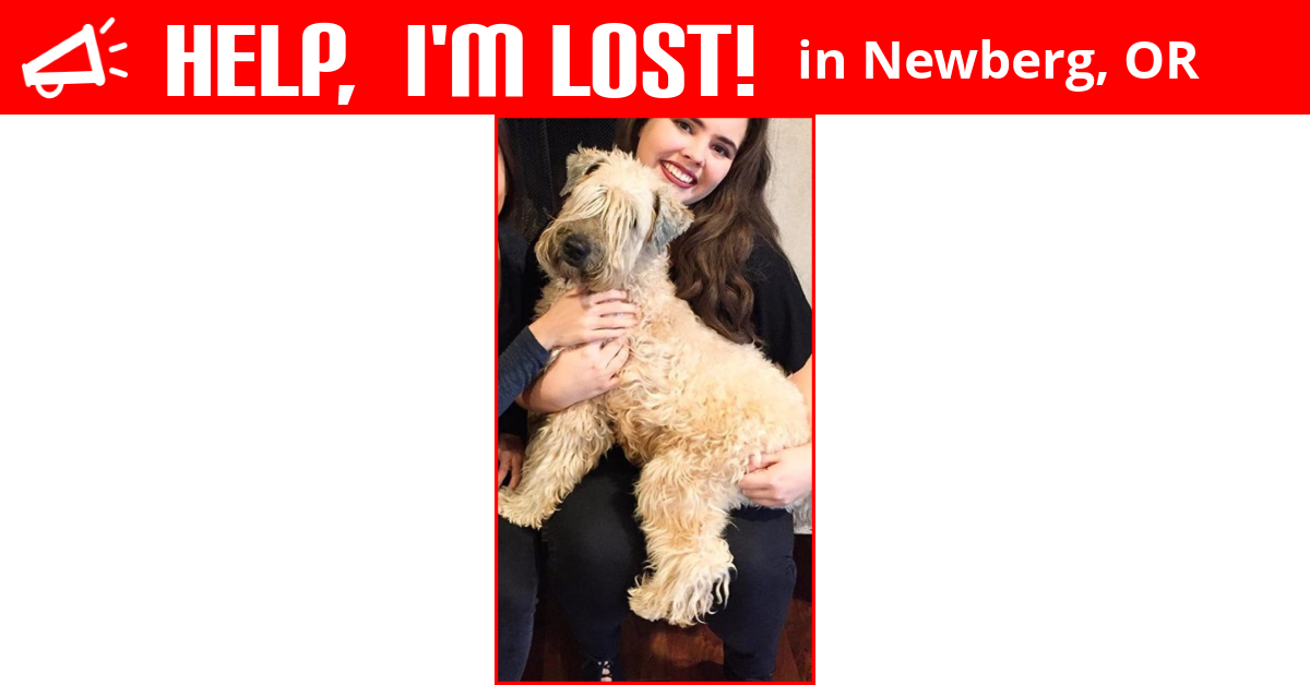 Lost Dog (Newberg, Oregon) Ruby