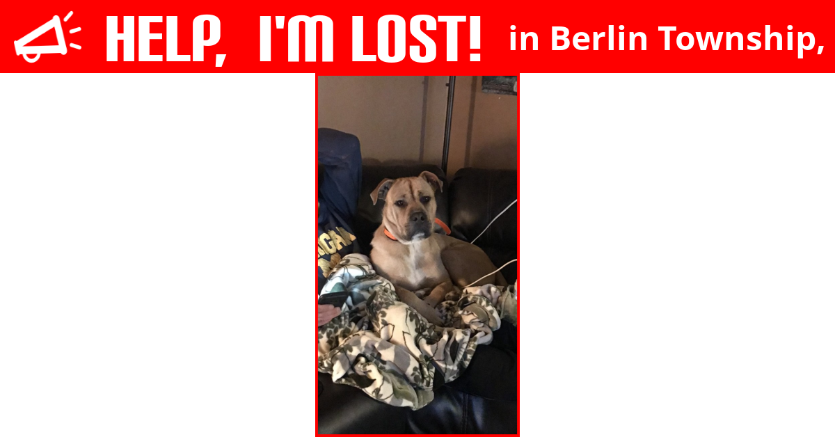 lost-dog-berlin-township-michigan-abe