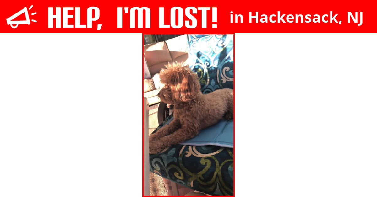 Lost Dog (Hackensack, New Jersey) Cayenne Wilkins