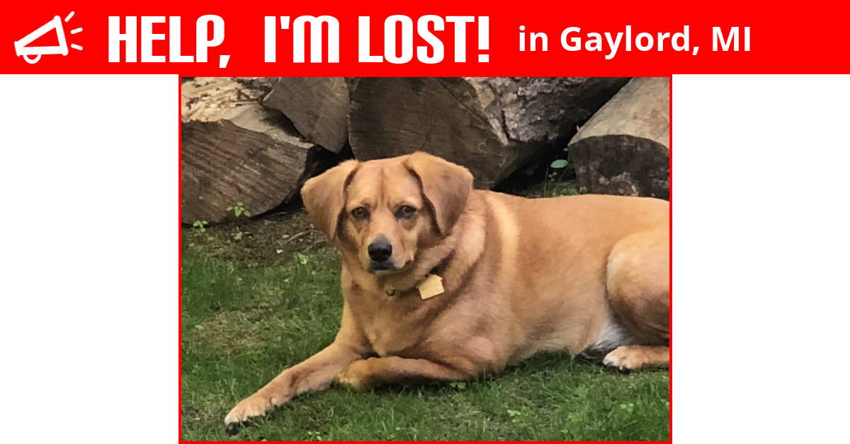 Lost Dog (Gaylord, Michigan) Syd