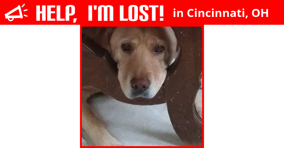 Lost Dog (Cincinnati, Ohio) Gracie