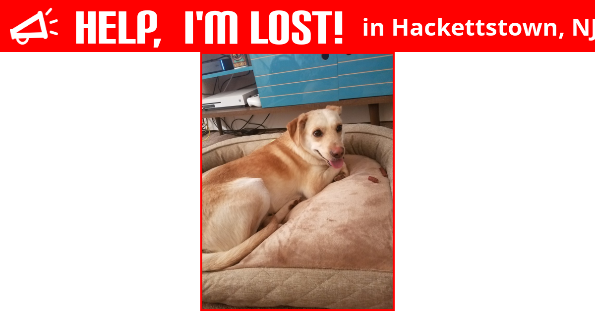 Lost Dog (Hackettstown, New Jersey) Ducky