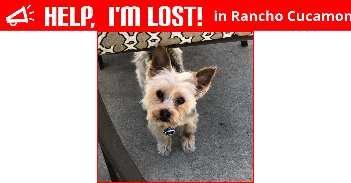 Lost Dog (Rancho Cucamonga, California) Cody