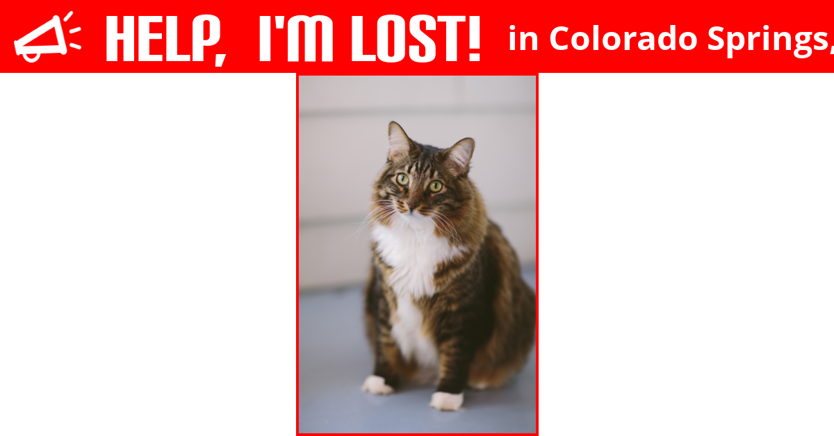 Lost Cat (Colorado Springs, Colorado)