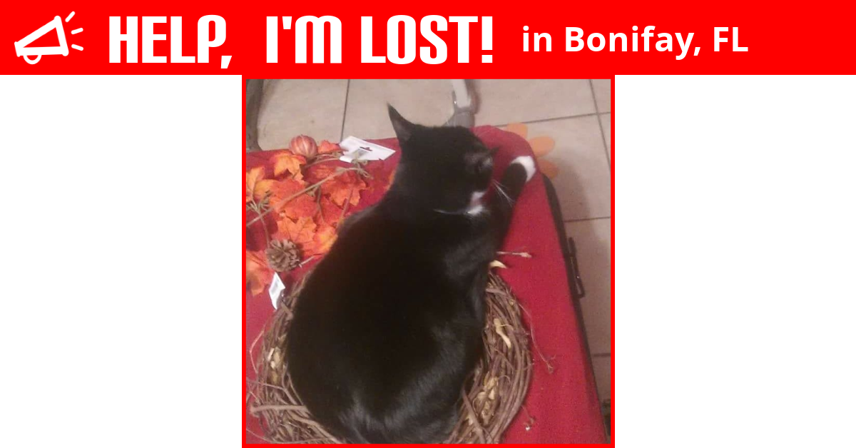 Lost Cat (Bonifay, Florida) Luna
