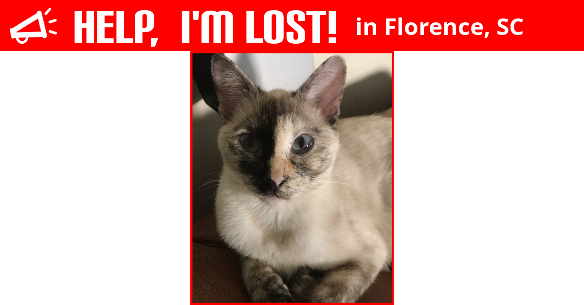 Lost Cat (Florence, South Carolina) Mikah