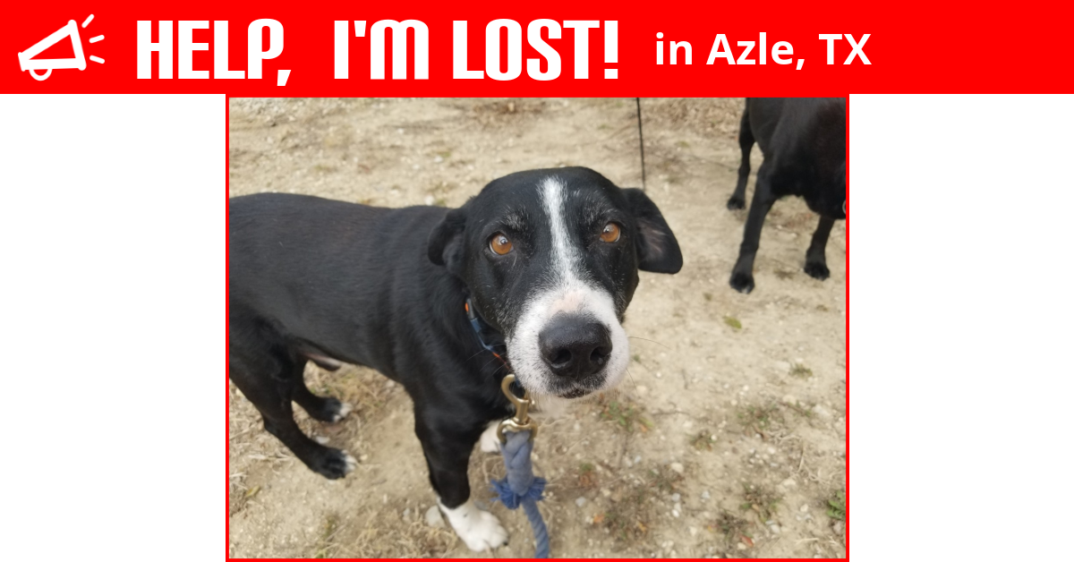 Lost Dog (Azle, Texas) Charles