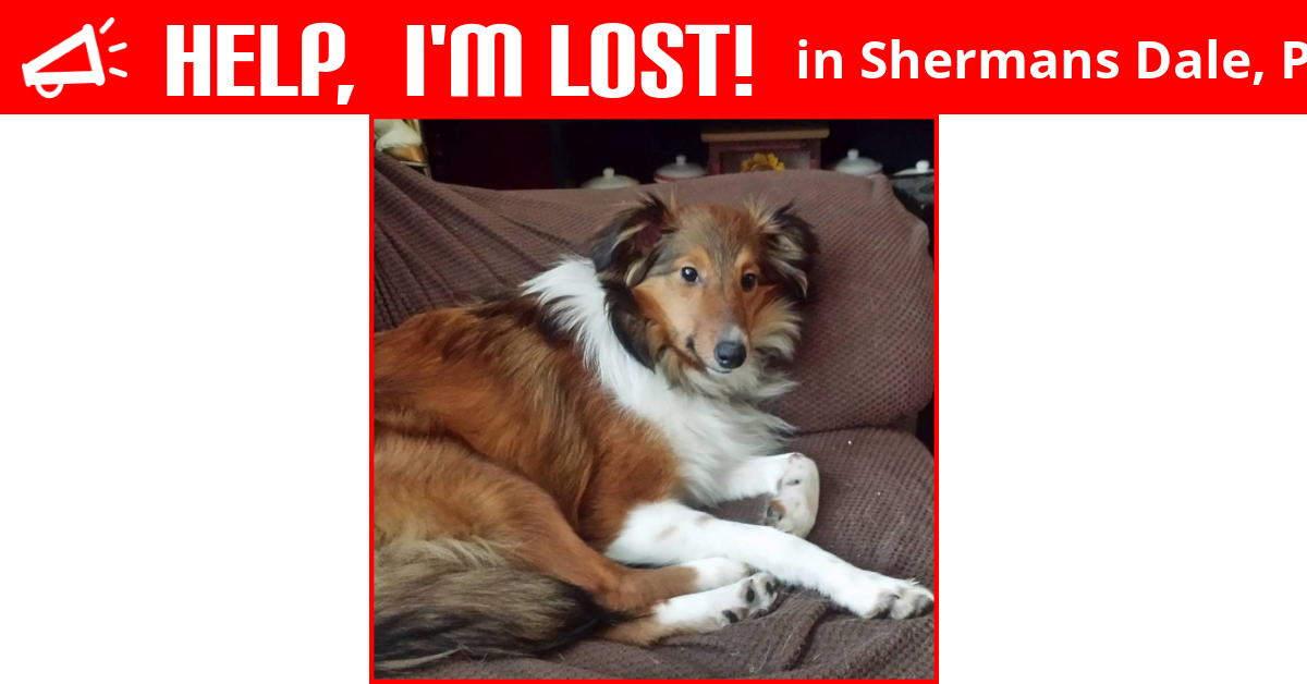 Lost Dog (Shermans Dale, Pennsylvania) Emma