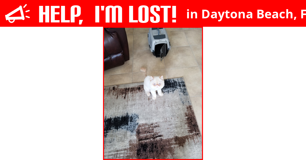 Lost Cat (Daytona Beach, Florida) Stuart