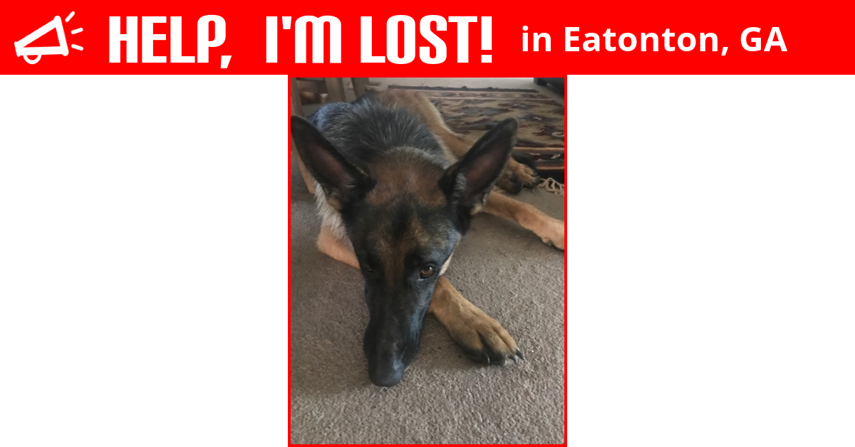 Lost Dog (Eatonton, Samson