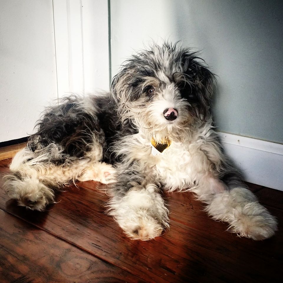 Lost Dog (Austin, Texas) Nori