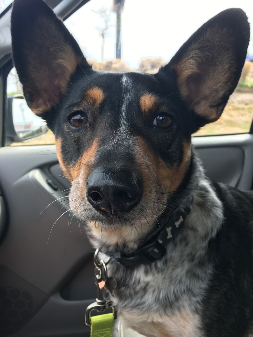 Lost Dog (Fort Oglethorpe, Roxy