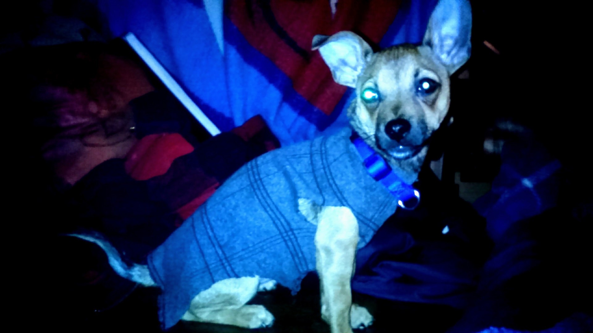 Lost Dog (Kennewick, Washington) Scooby