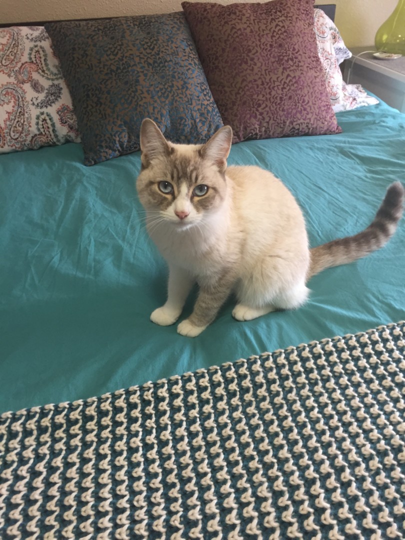 Lost Cat (Eugene, Oregon) Oliver