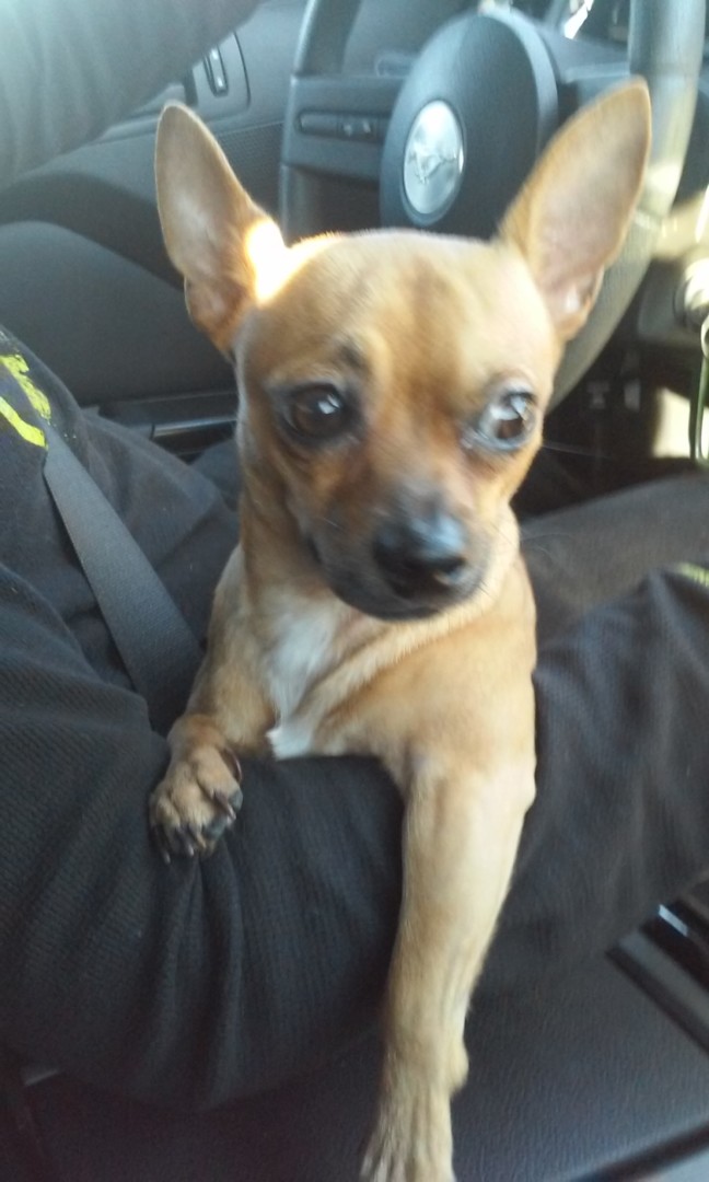 Lost Dog (Alice, Texas) Jack