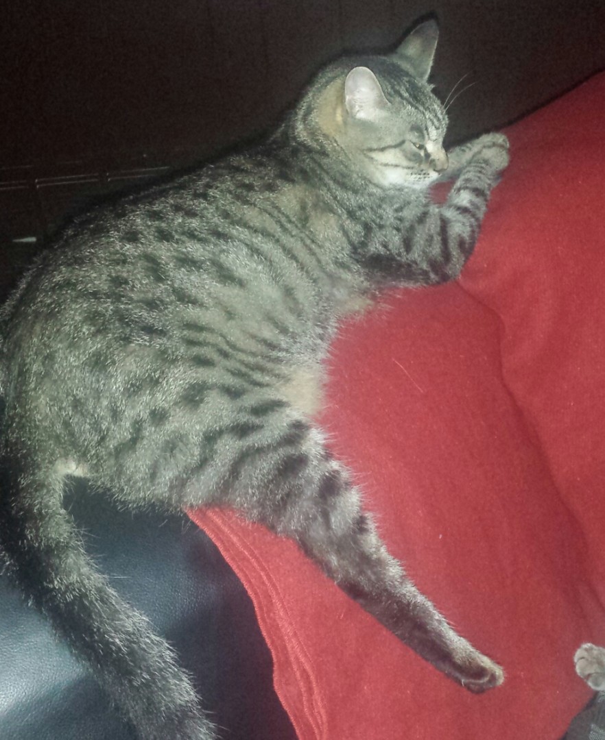 Lost Cat (Parsons, Kansas) Lady