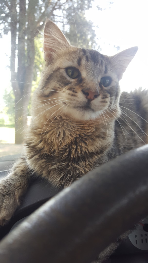 Lost Cat (Vancouver, Washington) Full Belly