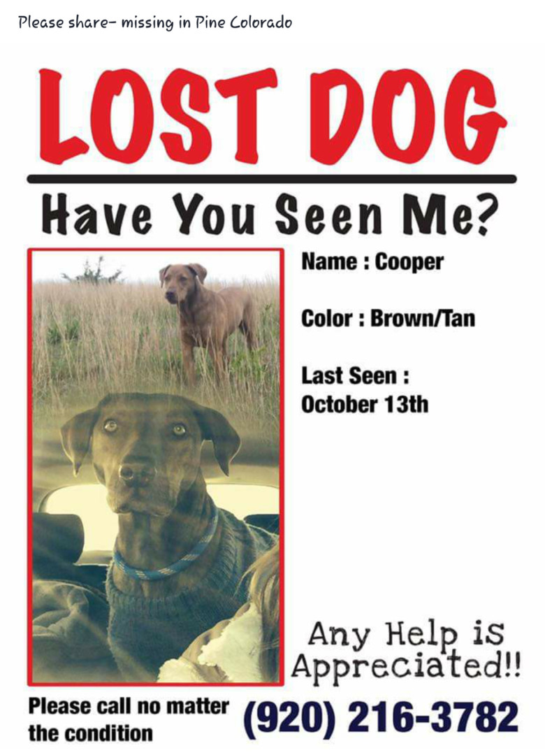 Lost Dog (Pine, Colorado) Cooper