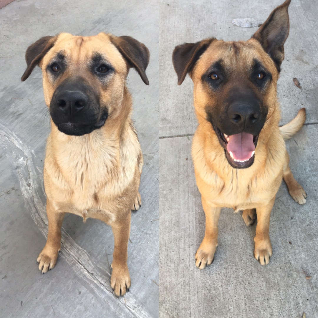 German Shepherd Mix Brown/blac My Lost Pet Alert