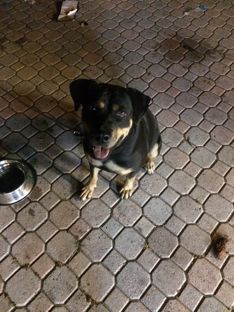 Lost Dog (Fort Lauderdale, Florida) Bella
