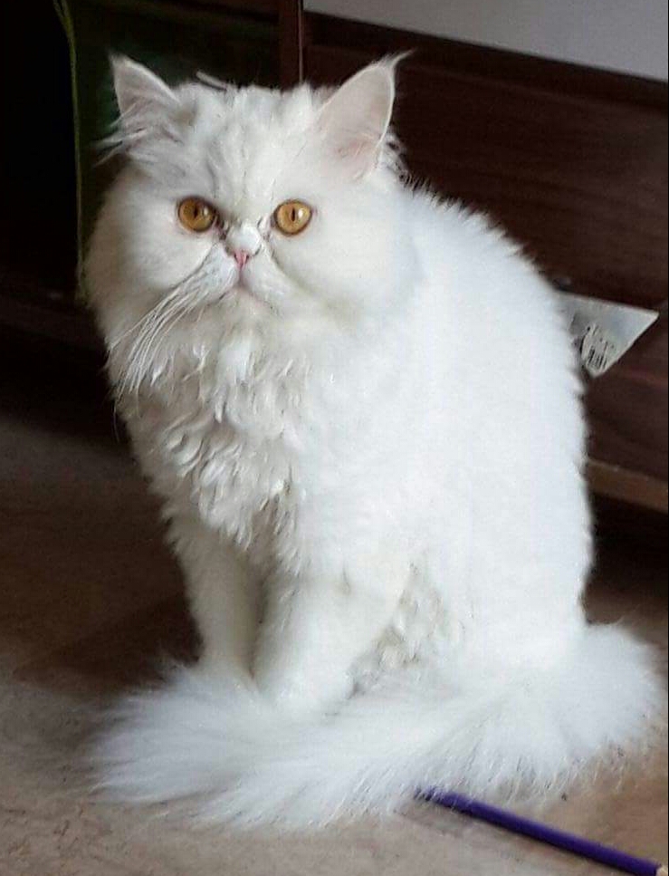 Lost Cat (Knoxville, Tennessee) Candy